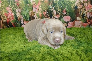 Allegra - puppy for sale
