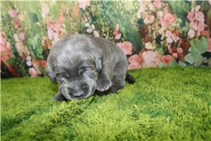 Allie - puppy for sale