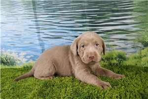 Alice - Labrador Retriever for sale