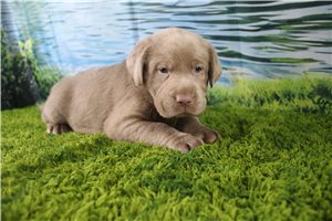 Allegra - Labrador Retriever for sale