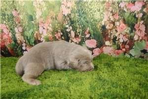 Alice - Labrador Retriever for sale