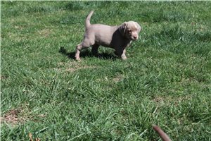 Gina - Labrador Retriever for sale