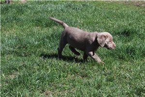 Gina - Labrador Retriever for sale