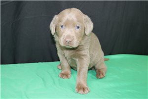 Gina - puppy for sale