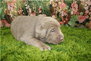 Alto - puppy for sale