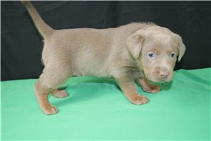 Gretal - Labrador Retriever for sale