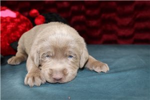 Georgie - Labrador Retriever for sale