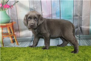 Glinda - Labrador Retriever for sale