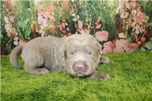 Alexa - puppy for sale