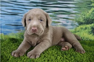Alexa - Labrador Retriever for sale