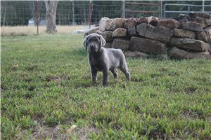 Allie - Labrador Retriever for sale