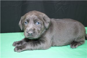 Giselle - Labrador Retriever for sale