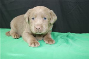 Grace - Labrador Retriever for sale