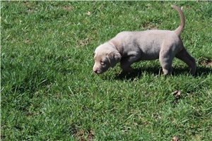Gretal - Labrador Retriever for sale