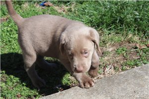 Grace - Labrador Retriever for sale