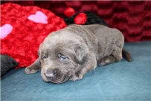 Guinevere - puppy for sale