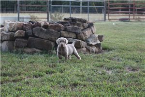 Alice - Labrador Retriever for sale