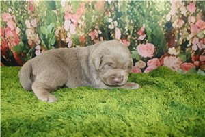 Alice - Labrador Retriever for sale