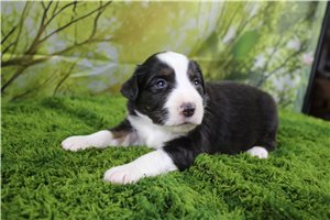 Gracie - Miniature Australian Shepherd for sale