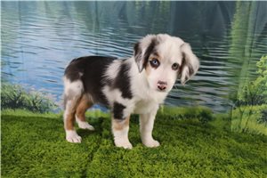 Gretchen - puppy for sale