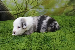 Gris - Miniature Australian Shepherd for sale