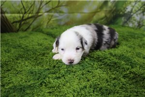 Gris - Miniature Australian Shepherd for sale