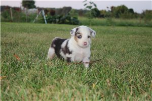 Gretchen - Miniature Australian Shepherd for sale