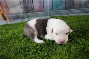Gwen - puppy for sale