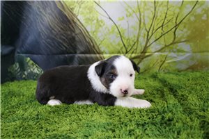 Graham - Miniature Australian Shepherd for sale