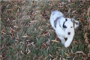 Gretel - Miniature Australian Shepherd for sale