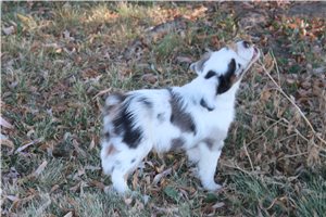 Gretel - Miniature Australian Shepherd for sale