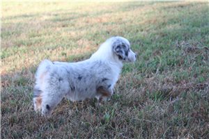 Griffin - Miniature Australian Shepherd for sale