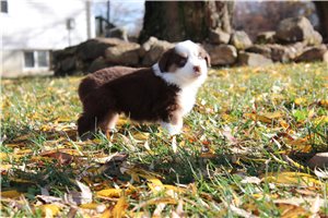 Richard - Miniature Australian Shepherd for sale
