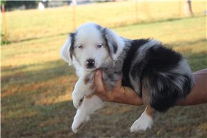 Gris - Miniature Australian Shepherd for sale