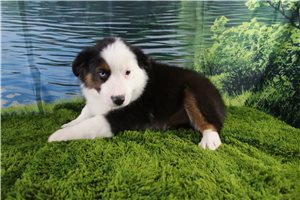 Graham - puppy for sale