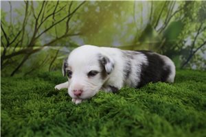 Gretchen - Miniature Australian Shepherd for sale