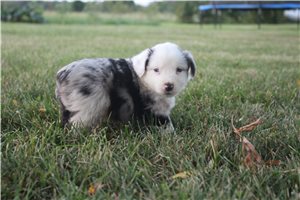 Gris - Miniature Australian Shepherd for sale