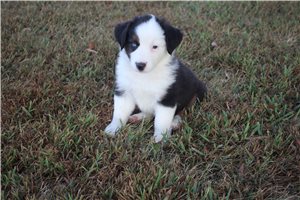 Graham - Miniature Australian Shepherd for sale
