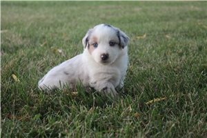 Griffin - Miniature Australian Shepherd for sale