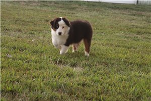 Graham - Miniature Australian Shepherd for sale