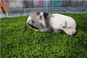 Gregor - puppy for sale