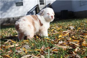 Rococo - Miniature Australian Shepherd for sale