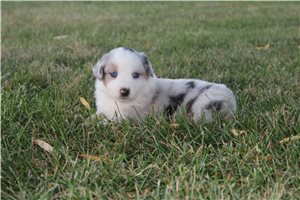 Griffin - Miniature Australian Shepherd for sale