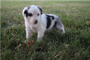 Gretel - Miniature Australian Shepherd for sale
