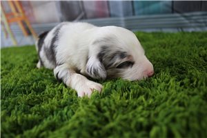 Gretchen - Miniature Australian Shepherd for sale