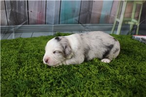 Griffin - Miniature Australian Shepherd for sale