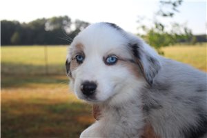 Griffin - Miniature Australian Shepherd for sale