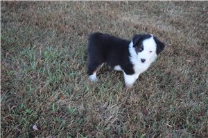 Graham - Miniature Australian Shepherd for sale
