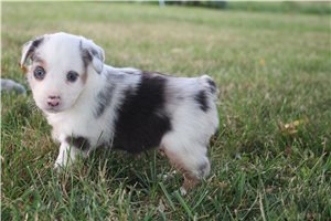 Gretchen - Miniature Australian Shepherd for sale