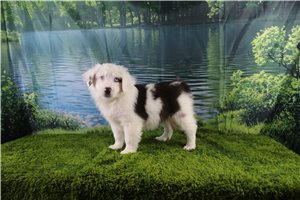 Gwen - Miniature Australian Shepherd, placed in Springfield